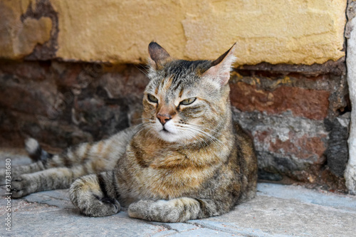 foto de un gato tomada en las calles de venecia  © BaltasarMorenoPH