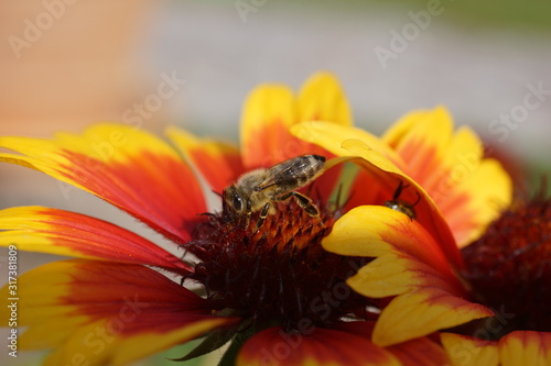 A close-up of a bee on a yellow red flower along with blurry background, honeybee that collects pollen