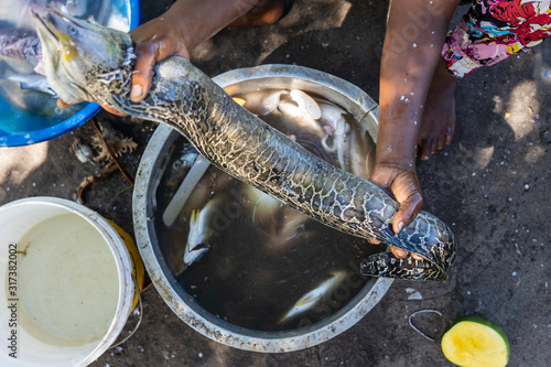 African woman prepares moray eels for sale at local food market on the island of Zanzibar, Tanzania, Africa, close up