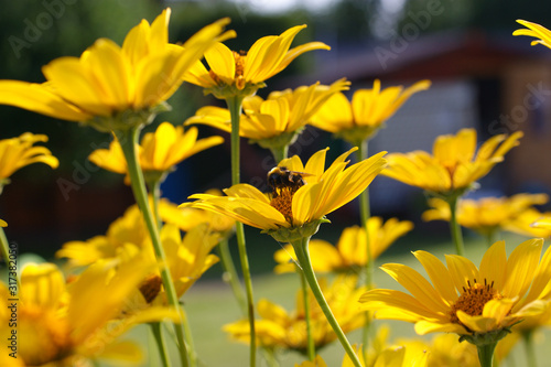 a bee on a yellow flower along with blurry background, honeybee that collects pollen, many yellow flowers