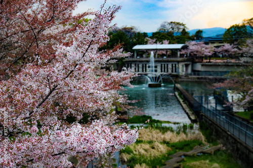桜 © ash-photograph