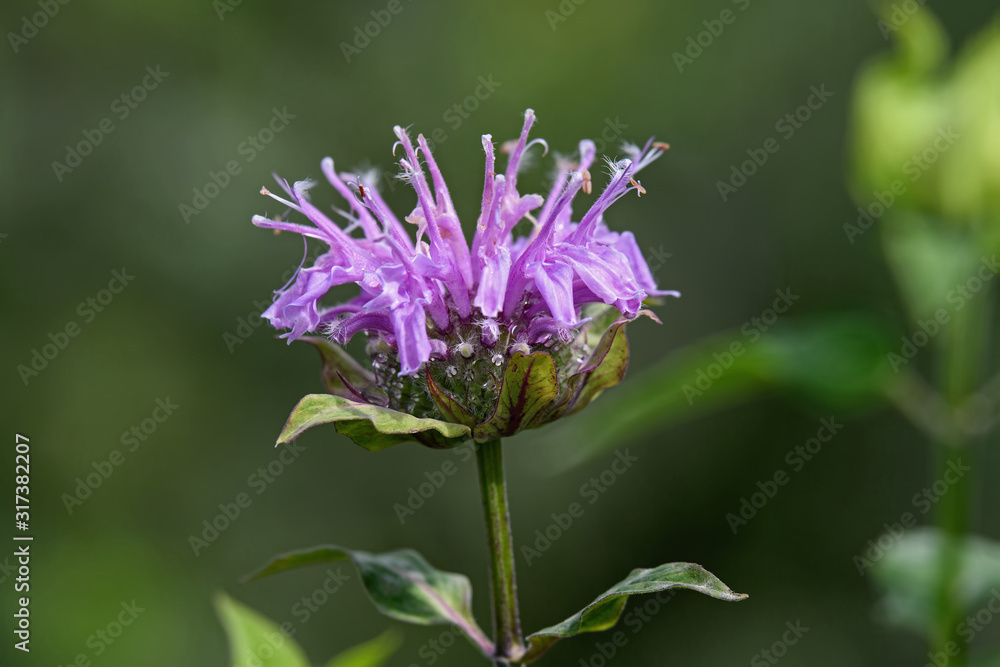 Bee balm in the garden. Known as Monarda it is a genus of flowering plants in the mint family, Lamiaceae. It is endemic to North America. Common names include horsemint, oswego tea, and bergamot. Bee balm in the garden. Known as Monarda it is a genus of flowering plants in the mint family, Lamiaceae. It is endemic to North America. Common names include horsemint, oswego tea, and bergamot.