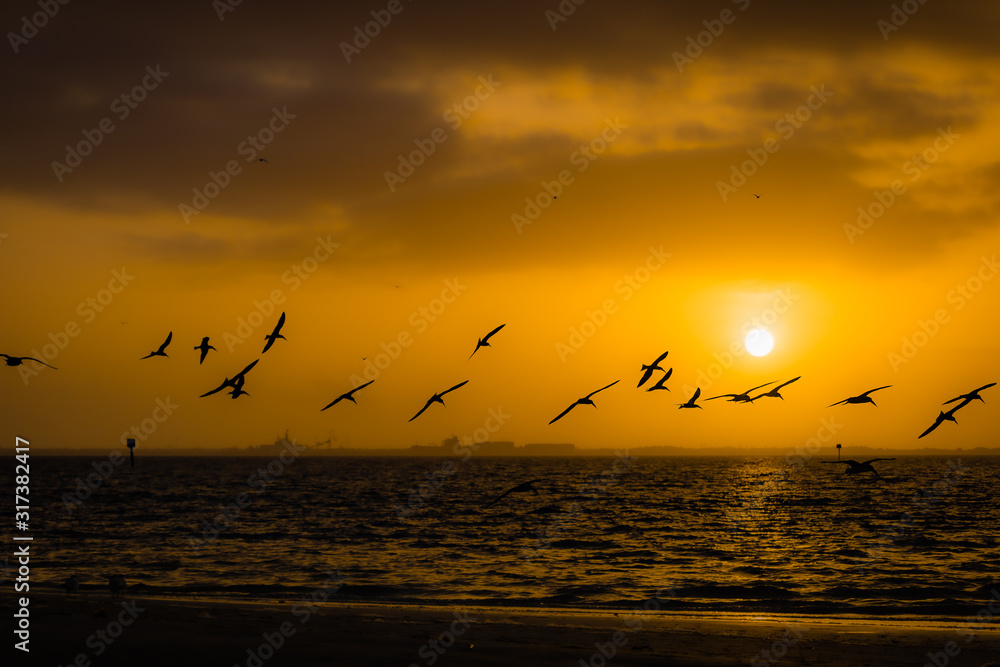 Seagull silhouette sunrise on Tampa Bay morning
