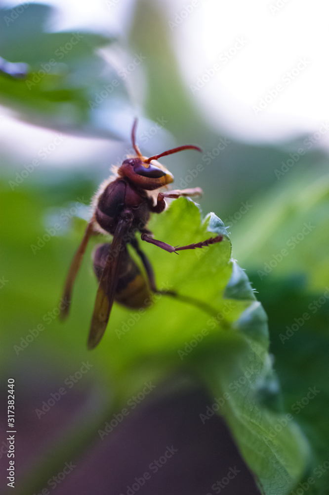 Naklejka premium close-up, hornet on a green leaf, background with a soft bokeh