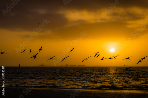 Seagull silhouette sunrise on Tampa Bay morning