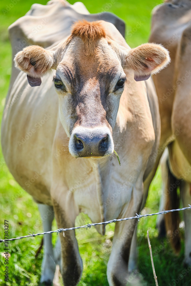 Dairy cows in open green field space in Australia after rain on a hot summer day