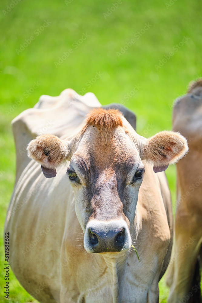 Dairy cows in open green field space in Australia after rain on a hot summer day Dairy cows in open green field space in Australia after rain on a hot summer day