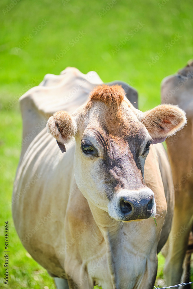 Dairy cows in open green field space in Australia after rain on a hot summer day Dairy cows in open green field space in Australia after rain on a hot summer day