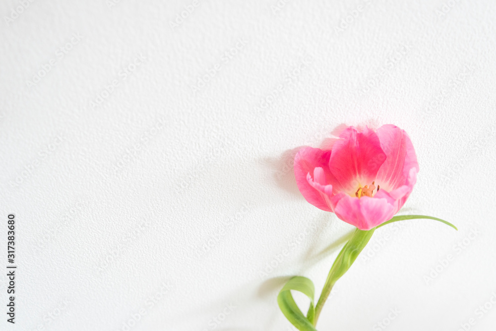 シンプル　白背景　一輪のチューリップ　１　赤　ピンク　春　季節　素材　背景素材　余白　ホワイトスペース　室内　屋内　部屋　白い壁　余白　空白　文字スペース　コピースペース　グラフィック素材　縦