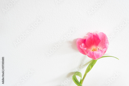 シンプル　白背景　一輪のチューリップ　１　赤　ピンク　春　季節　素材　背景素材　余白　ホワイトスペース　室内　屋内　部屋　白い壁　余白　空白　文字スペース　コピースペース　グラフィック素材　縦