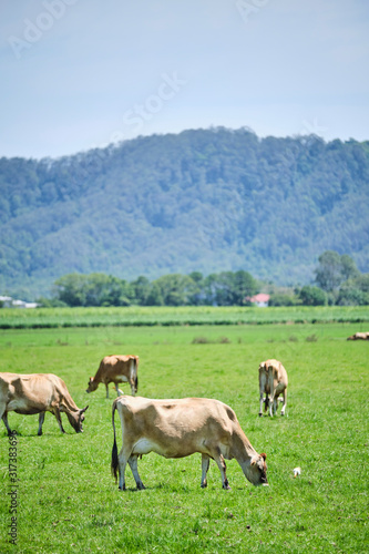 Dairy cows in open green field space in Australia after rain on a hot summer day