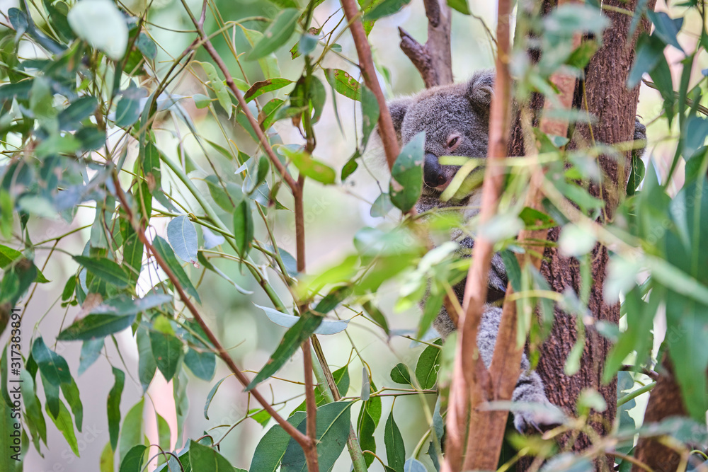 Baby koala bear on mums back walking around animal sanctuary in Australia
