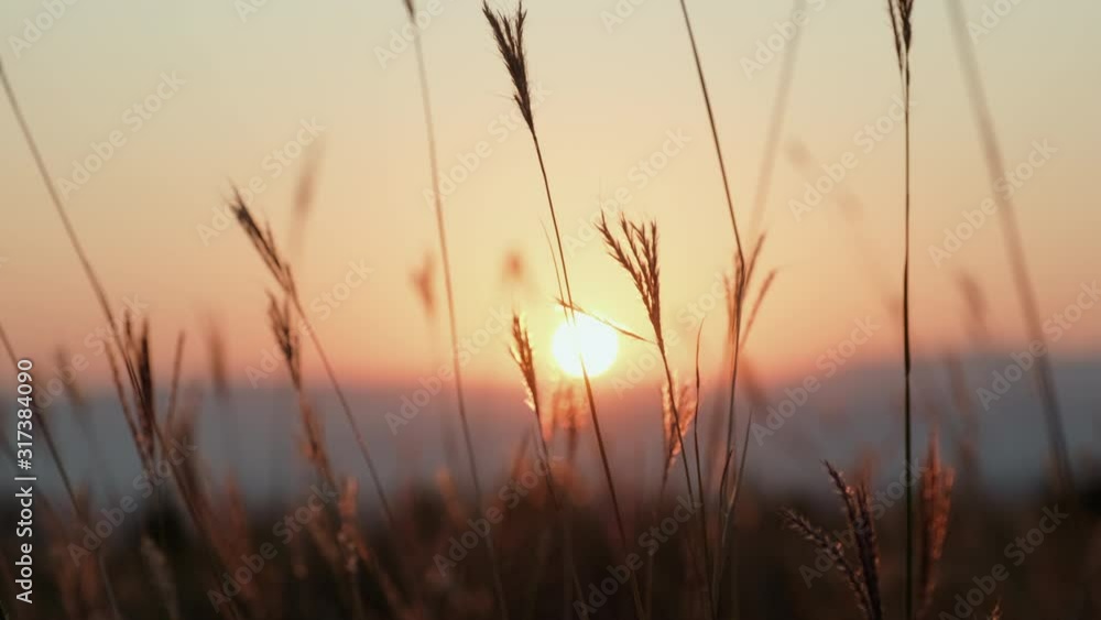 Spikelets blades of grass in meadow closeup sway from light wind in sunset orange light of sunny summer day in mountains slide up. Bright disc sun slowly sets behind peaks of mountain range. Nature Spikelets blades of grass in meadow closeup sway from light wind in sunset orange light of sunny summer day in mountains slide up. Bright disc sun slowly sets behind peaks of mountain range. Nature