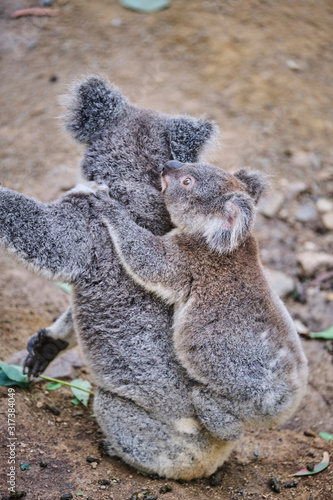 Fototapeta Naklejka Na Ścianę i Meble -  Baby koala bear on mums back walking around animal sanctuary in Australia