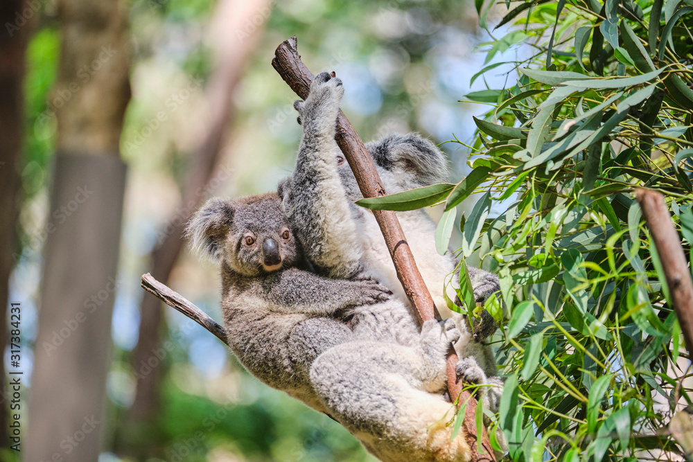 Fototapeta premium Baby koala bear on mums back walking around animal sanctuary in Australia