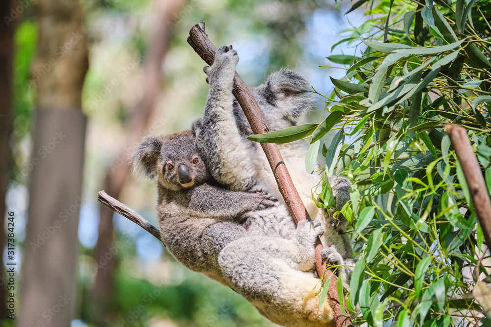 Obraz premium Baby koala bear on mums back walking around animal sanctuary in Australia