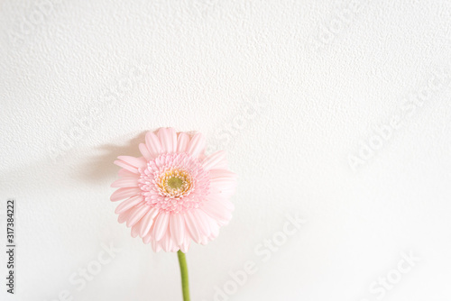 春　花　白背景　ピンク　ガーベラ　部屋　白壁　白背景　室内　屋内　自然光　余白　ホワイトスペース　コピースペース　文字スペース　縦　背景素材　背景　グラフィック素材　白　季節