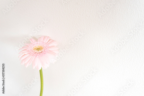 春　花　白背景　ピンク　ガーベラ　部屋　白壁　白背景　室内　屋内　自然光　余白　ホワイトスペース　コピースペース　文字スペース　縦　背景素材　背景　グラフィック素材　白　季節