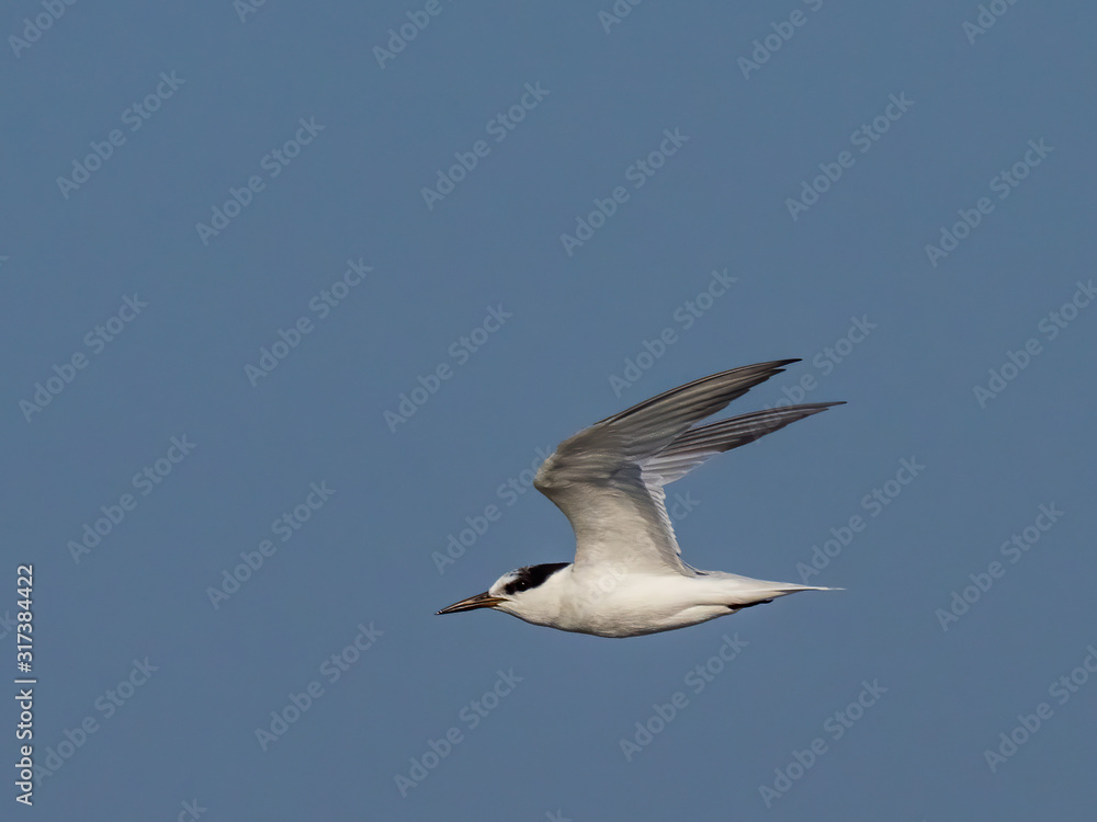 A Little Tern in flight with non-breeding plumage where its crown is mottled with black and white and it has a black bill. Its scientific name is Sternula albifrons. A Little Tern in flight with non-breeding plumage where its crown is mottled with black and white and it has a black bill. Its scientific name is Sternula albifrons.