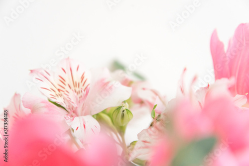 ピンクの花　アップ　クローズアップ　ピンク系の花とグリーン　素材　室内　屋内　自然光　ホワイトスペース　コピースペース　文字スペース　横　背景素材　背景　グラフィック素材　　白　緑　ピンク　春　季節　スイートピー