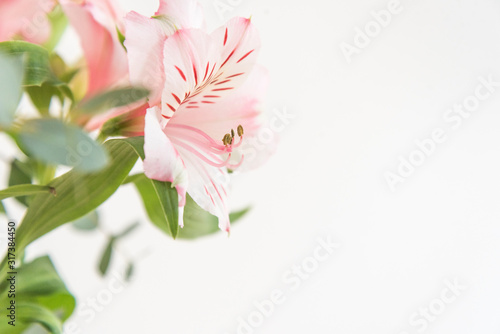 ピンクの花　ピンク系の花とグリーン　部屋　白壁　白背景　室内　屋内　自然光　余白　ホワイトスペース　コピースペース　文字スペース　横　背景素材　背景　グラフィック素材　　白　緑　ピンク　春　季節