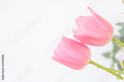シンプル背景　ピンク　チューリップ　ホワイトスペース　余白　コピースペース