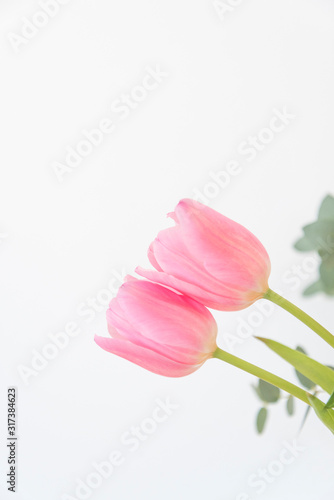 シンプル背景　ピンク　チューリップ　２　二　余白　部屋　白壁　白背景　室内　屋内　自然光　余白　ホワイトスペース　コピースペース　文字スペース　縦　背景素材　背景　グラフィック素材　　白　緑　ピンク　春　季節