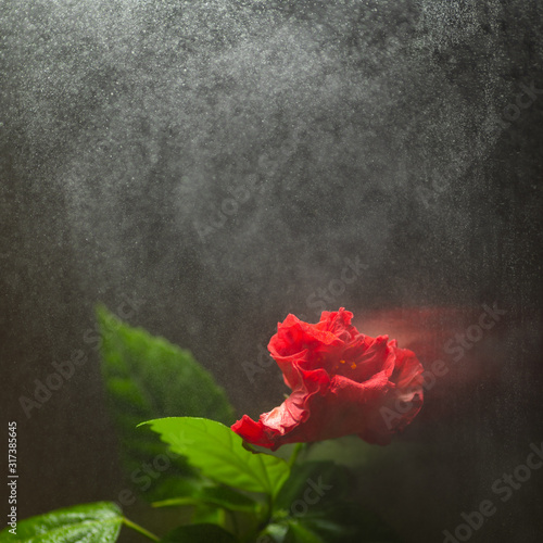 red hibiscus flower on dark background with water spray