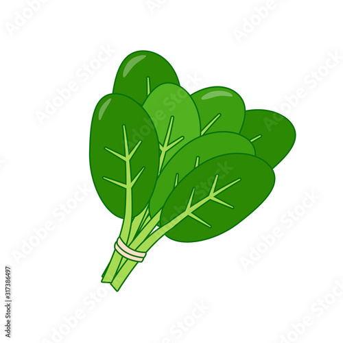 Bunch of spinach vector illustration in cartoon style isolated on white background 