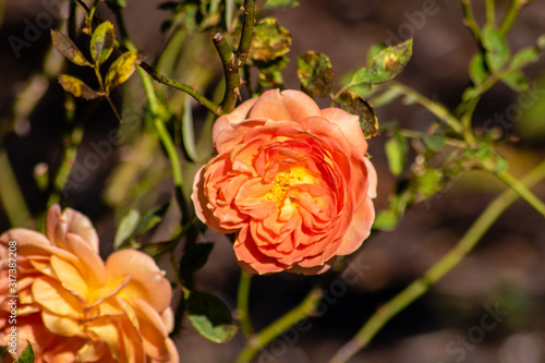 Wallpaper Mural Peach colored rose Torontodigital.ca