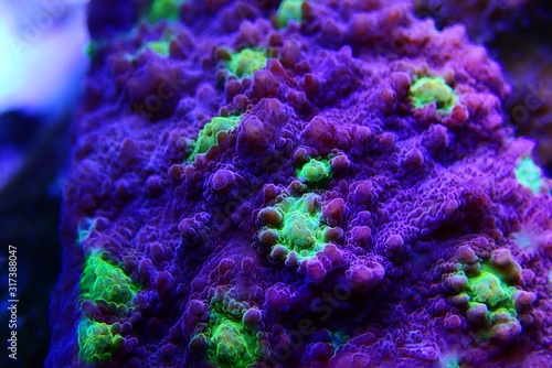 Hollywood Stunner Chalice stony coral in macro shot photo