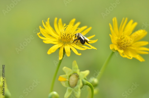 bee on yellow flower