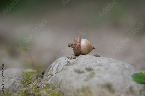 Acorn on a rock