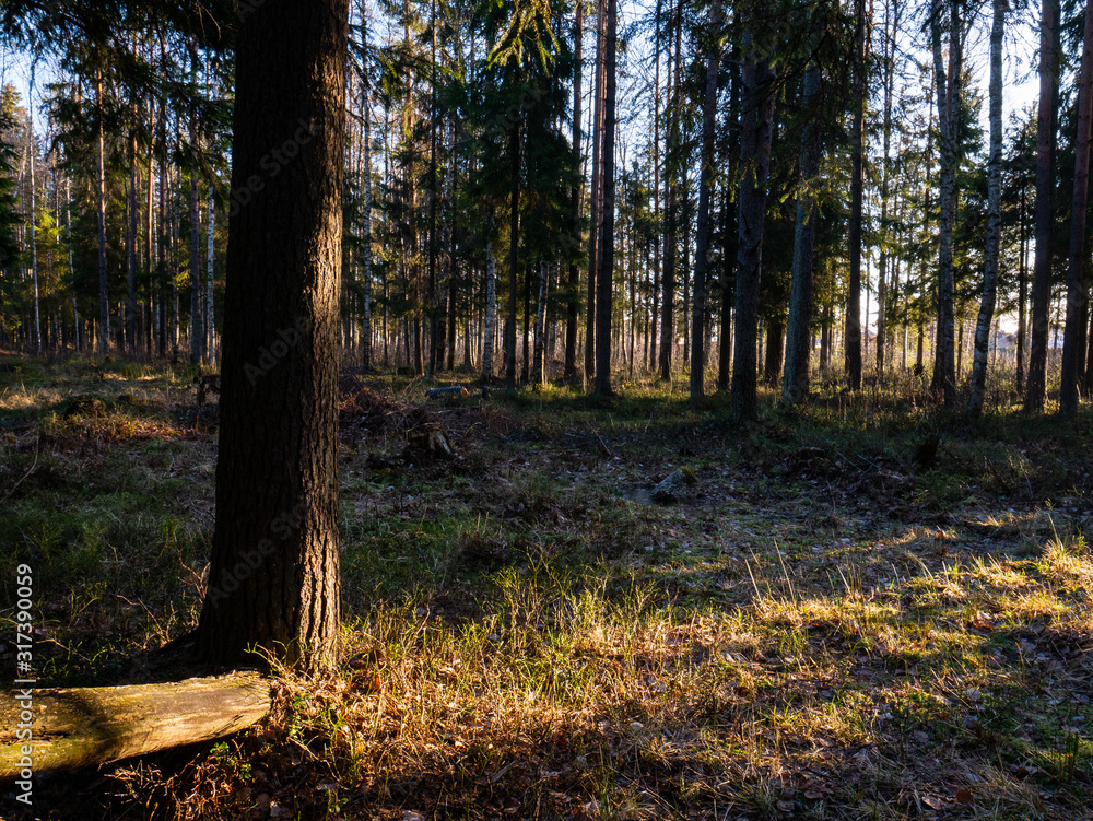 Beautiful green leafy and coniferous forest. Beautiful green leafy and coniferous forest.
