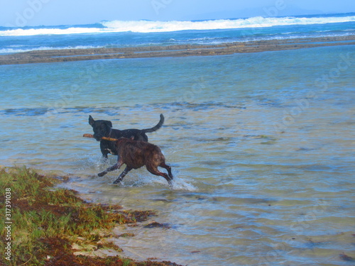 Deux chiens jouent dans la mer