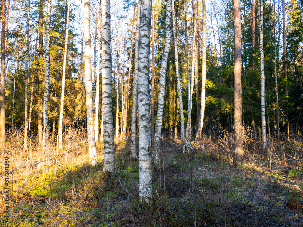 Beautiful green leafy and coniferous forest. Beautiful green leafy and coniferous forest.