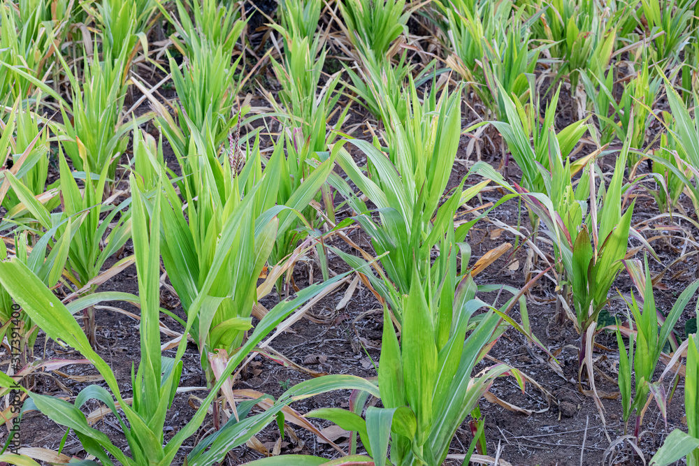 Agriculture.Arid hot summer causing the death of the crop. young green stalks planted in a field of corn. Agriculture.Arid hot summer causing the death of the crop. young green stalks planted in a field of corn.