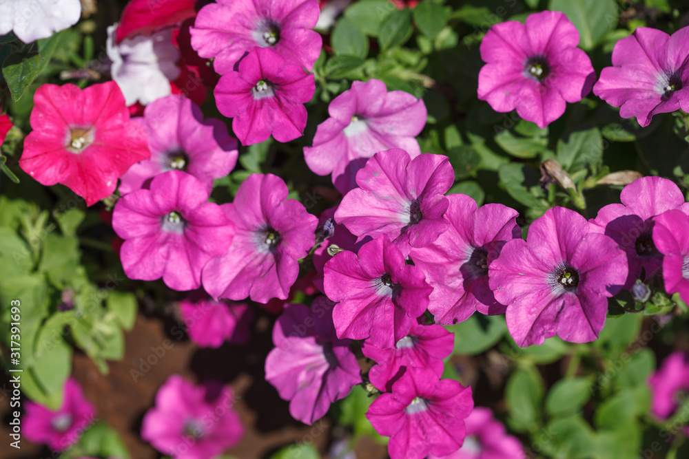 Petunia flowers in a pot on the balcony. Summer flowering. Petunia flowers in a pot on the balcony. Summer flowering.