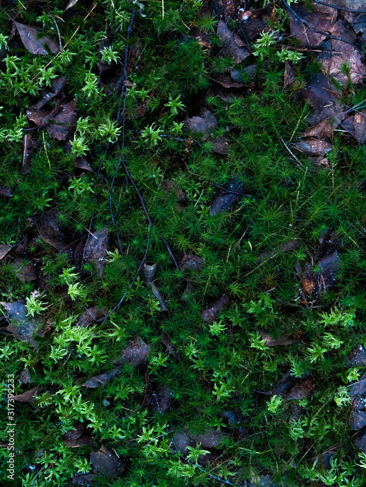 Natural greens, small twigs and fallen leaves. Natural greens, small twigs and fallen leaves.