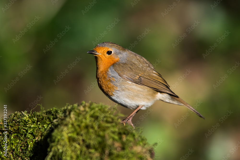 European Robin in his environment. His Latin name is Erithacus rubecula. European Robin in his environment. His Latin name is Erithacus rubecula.