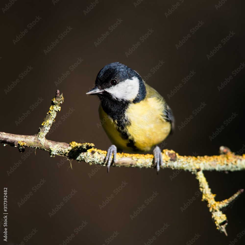 Fototapeta premium Great Tit in his environment. Her Latin name is Parus major.