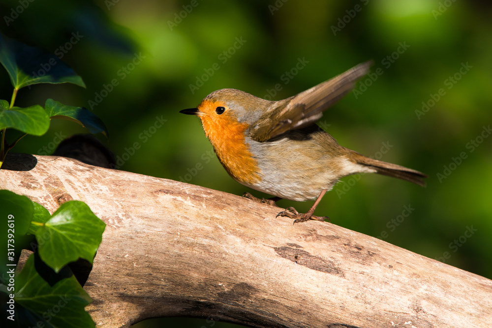 European Robin in his environment. His Latin name is Erithacus rubecula. European Robin in his environment. His Latin name is Erithacus rubecula.