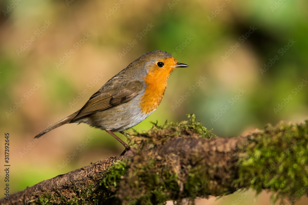 European Robin in his environment. His Latin name is Erithacus rubecula. European Robin in his environment. His Latin name is Erithacus rubecula.