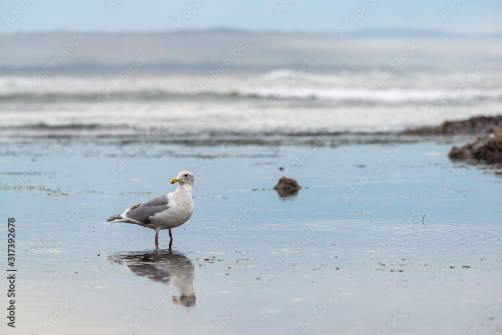USA, California, San Mateo County, Half Moon Bay. An American herring gull (Larus argentatus smithsonianus) wading in the surf of the Mavericks. This species is also known as a Smithsonian gull, USA, California, San Mateo County, Half Moon Bay. An American herring gull (Larus argentatus smithsonianus) wading in the surf of the Mavericks. This species is also known as a Smithsonian gull,