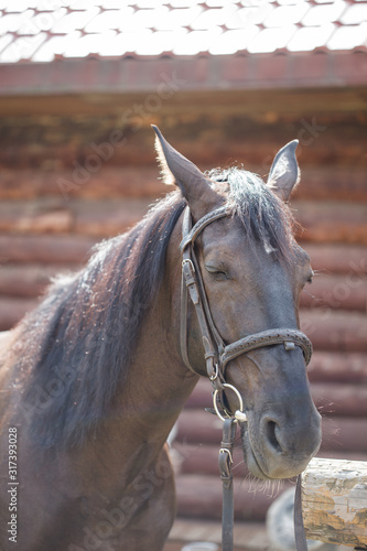 Beautiful horse on farm. Large pet. © Miramiska