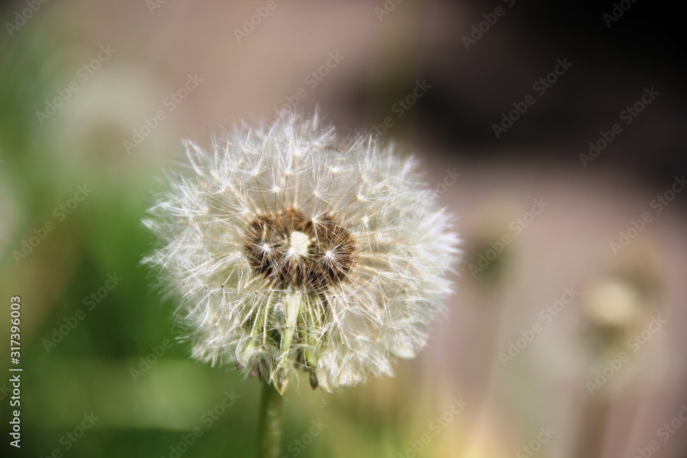 one fluffy dandelion flower head. Spring weed and flowers