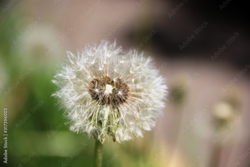 one fluffy dandelion flower head. Spring weed and flowers one fluffy dandelion flower head. Spring weed and flowers