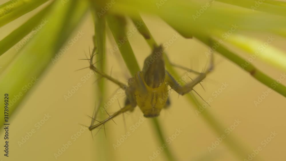 Macro of a long legged insect with spike legs under a plant in a pond in Thailand - creepy crawly critter Macro of a long legged insect with spike legs under a plant in a pond in Thailand - creepy crawly critter