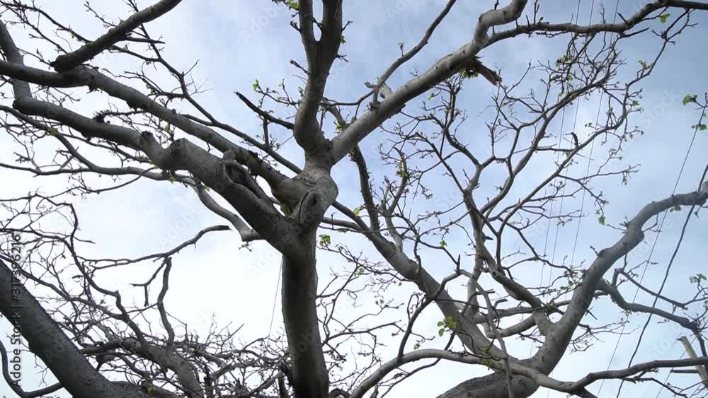 Close Up of Tree Branches With Few Leaves After Storm With Powerlines Background in Key West, Florida Pan Right Close Up of Tree Branches With Few Leaves After Storm With Powerlines Background in Key West, Florida Pan Right