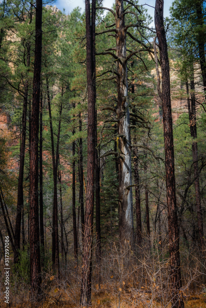 Obraz premium Fall for Sedona